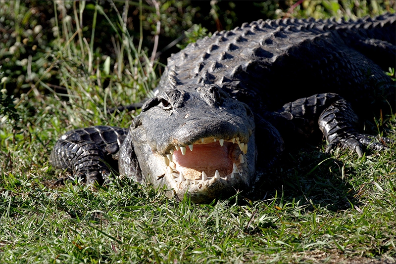 Everglades tour photo 5