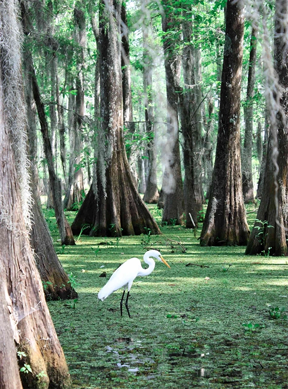 Everglades Private Tour