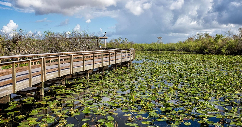 Everglades tour photo 4